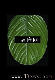 һƬҶ¿ˡ