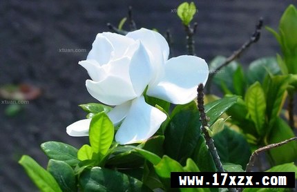 ӻֳ