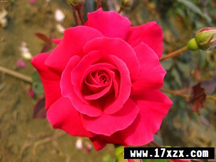 Щֲﲻ˷