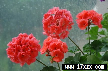 Щֲﲻ˷